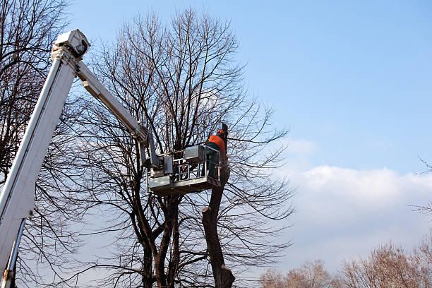 Best Tree Removal  in USA